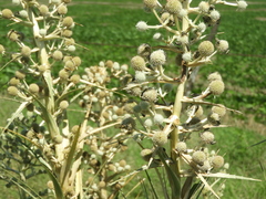 Eryngium eburneum