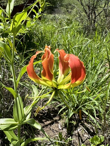 Gloriosa image