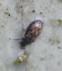 Phloiophilus edwardsii