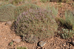 Acantholimon