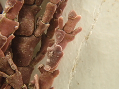 Lithophyllum corallinae