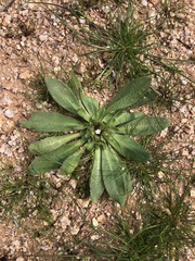 Plagiobothrys arizonicus