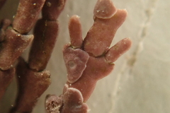 Lithophyllum corallinae