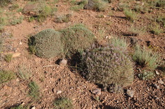Acantholimon