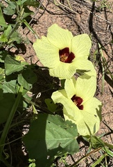 Hibiscus calyphyllus