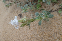 Silene succulenta
