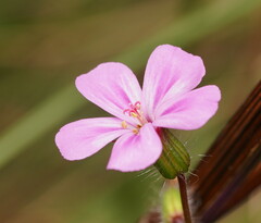 Geranium yeoi