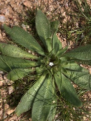 Plagiobothrys arizonicus