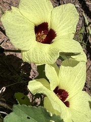 Hibiscus calyphyllus