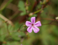 Geranium yeoi