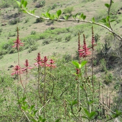 Erythrina nigrorosea