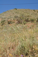 Stipa