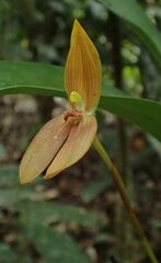 Maxillaria multifoliata