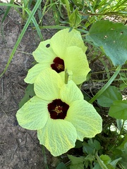 Hibiscus calyphyllus