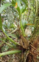Maxillaria multifoliata