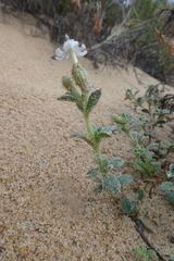 Silene succulenta