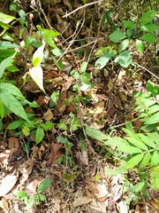 Eulophia maculata