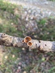 Schizophyllum amplum