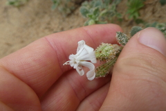Silene succulenta