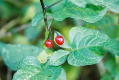 Solanum dulcamara