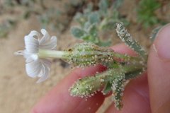 Silene succulenta