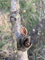Schizophyllum amplum