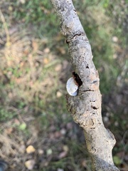 Schizophyllum amplum