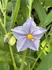 Solanum delagoense
