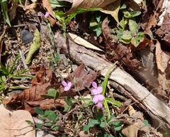 Desmodium rhytidophyllum