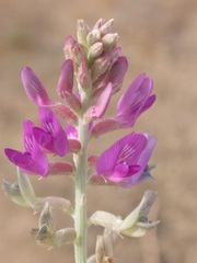 Astragalus lentiginosus borreganus