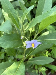 Solanum delagoense