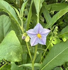 Solanum delagoense