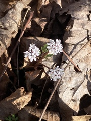 Erigenia bulbosa