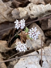 Erigenia bulbosa