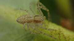 Philodromus
