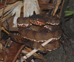 Trimeresurus flavomaculatus