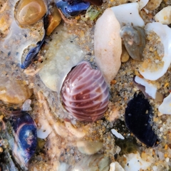 Pseudopusula californiana