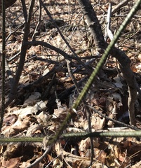 Smilax tamnoides