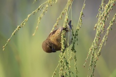 Sporophila nigricollis