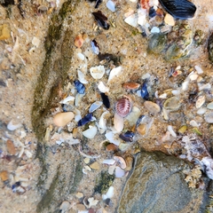 Pseudopusula californiana