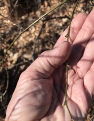 Smilax tamnoides