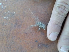 Lagocheirus araneiformis