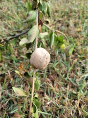 Archimantis latistyla