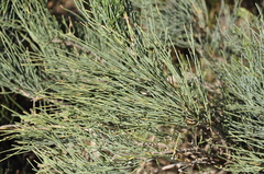 Ephedra major