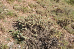 Astragalus microcephalus