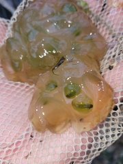 Oophila amblystomatis