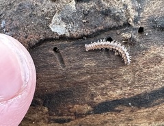 Cleidogona