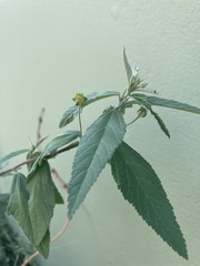 Sida rhombifolia