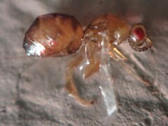 Odontofroggatia galili