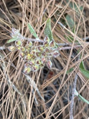 Crocanthemum glomeratum